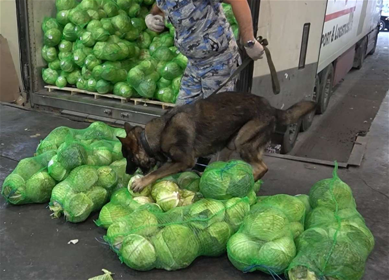 «Капуста» с сюрпризом: На таможне задержали фуру с марихуаной - ФОТО