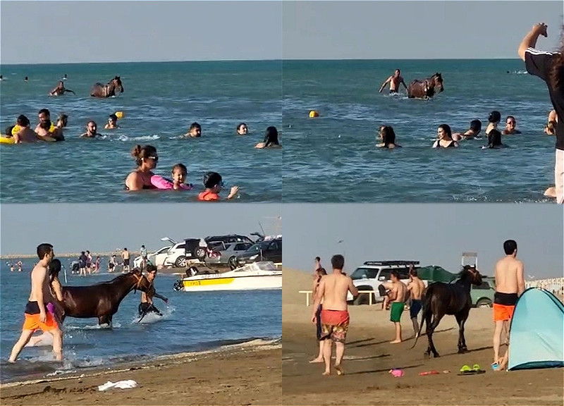Владельцу лошадей грозит суд за развлечения в море на пляже Пиршага