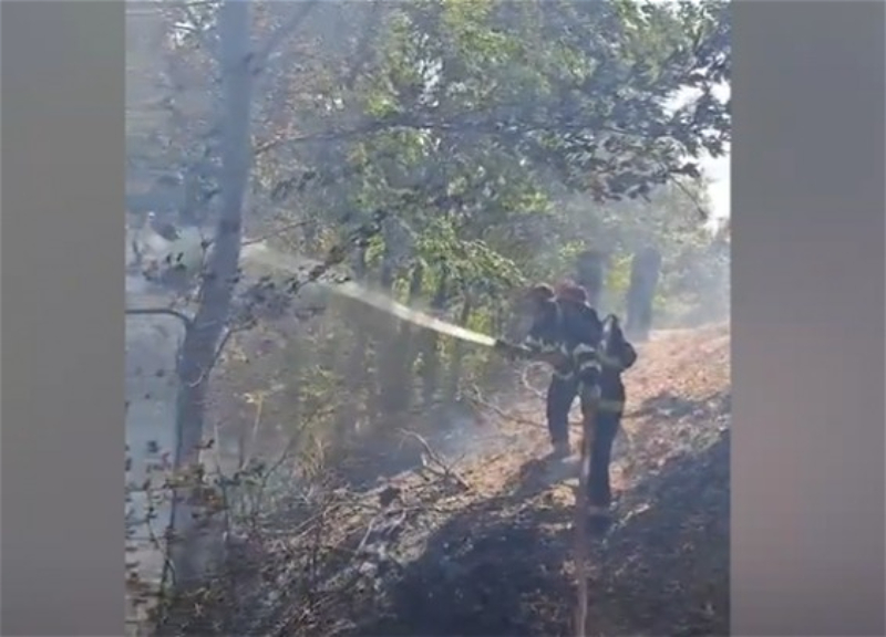 Пожар в лесу под Масаллы охватил 1 гектар - ВИДЕО