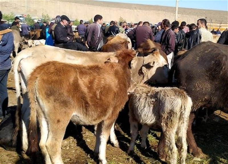 Bu gündən heyvan bazarları bağlanır