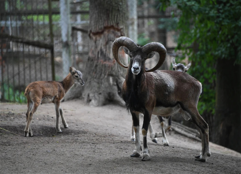 Бакинский зоопарк обменялся животными с Новосибирском - ВИДЕО