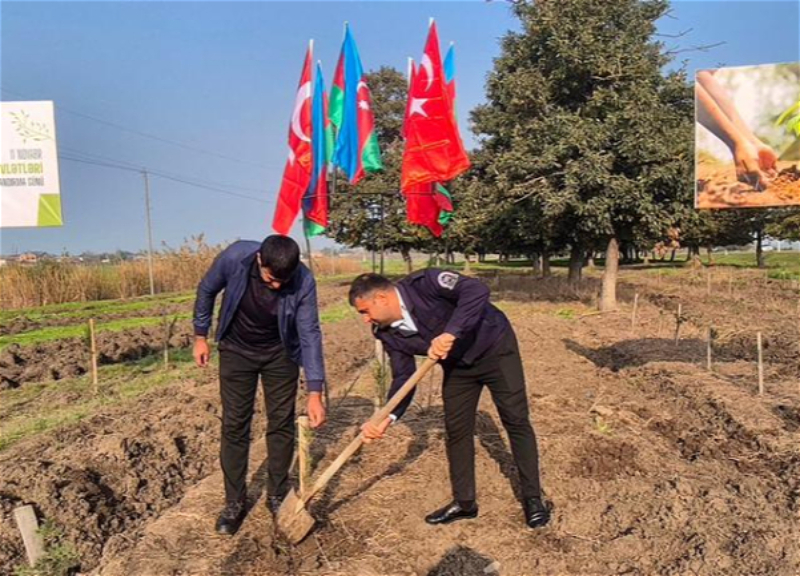 В рамках акции «Дыхание будущему!» за один день высажено 111 111 деревьев - ФОТО