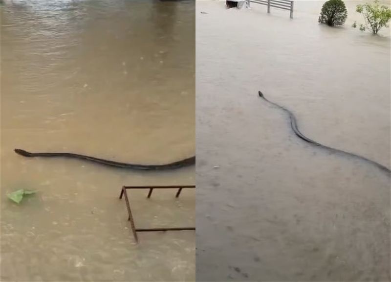 Гигантскую змею сняли на видео в затопленных районах Южного Таиланда