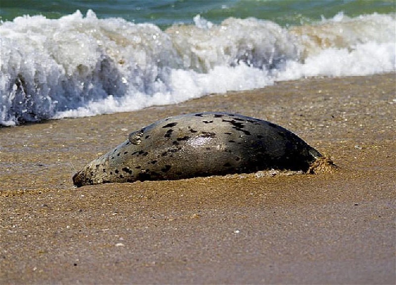 На берегу Каспия в Дагестане нашли почти 500 туш тюленей